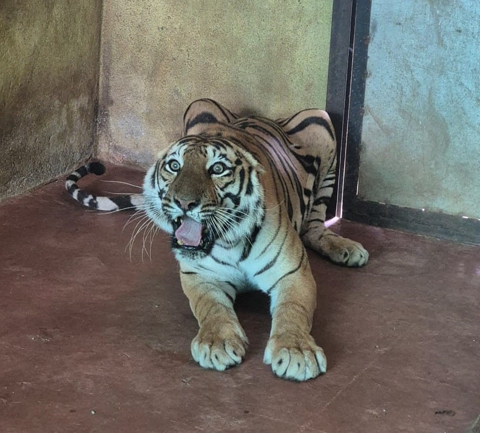 ಕಿತ್ತೂರು ರಾಣಿ ಚನ್ನಮ್ಮ ಕಿರು ಮೃಗಾಲಯಕ್ಕೆ ಬಂದ ಗಂಭೀರ ವದನೆ ‘ನಿತ್ಯ’