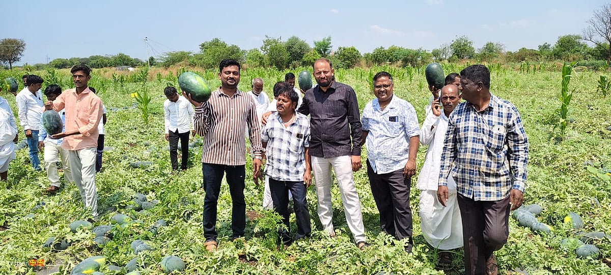 ಕೊಲ್ಹಾರ ರೈತನ ಕೈಹಿಡಿದ ಕಲ್ಲಂಗಡಿ ಬೆಳೆ