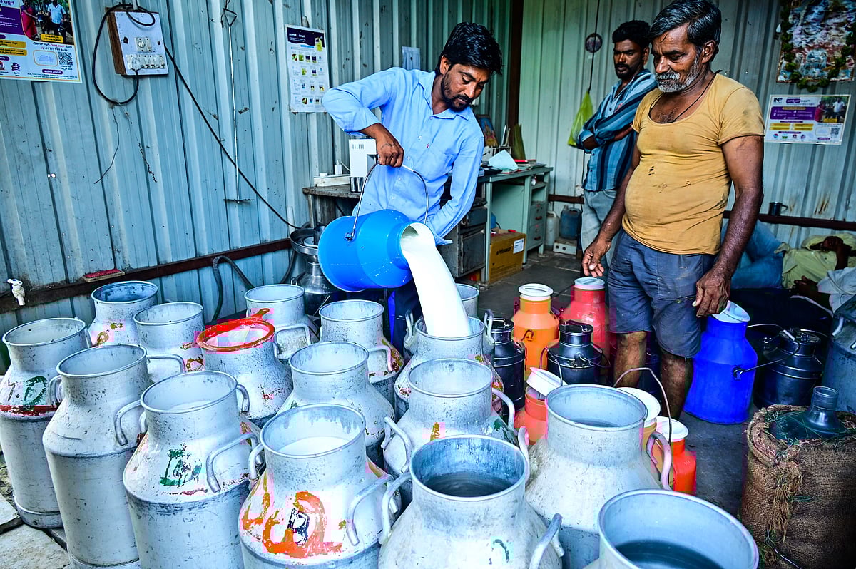 ಬೇಸಿಗೆಯಲ್ಲೂ ಹಾಲಿನ ಹೊಳೆ; KMFನಲ್ಲಿ ಶೇ 9ರಿಂದ ಶೇ 12ರಷ್ಟು ಸಂಗ್ರಹ ಹೆಚ್ಚಳ