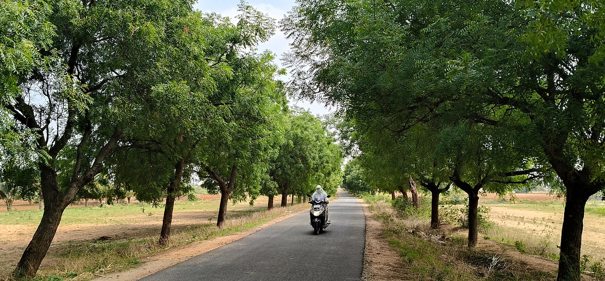 ಹಗರಿಬೊಮ್ಮನಹಳ್ಳಿ: ಬಿರುಬಿಸಿಲಲ್ಲಿ ಸಾಲು ಮರಗಳ ತಂಗಾಳಿ