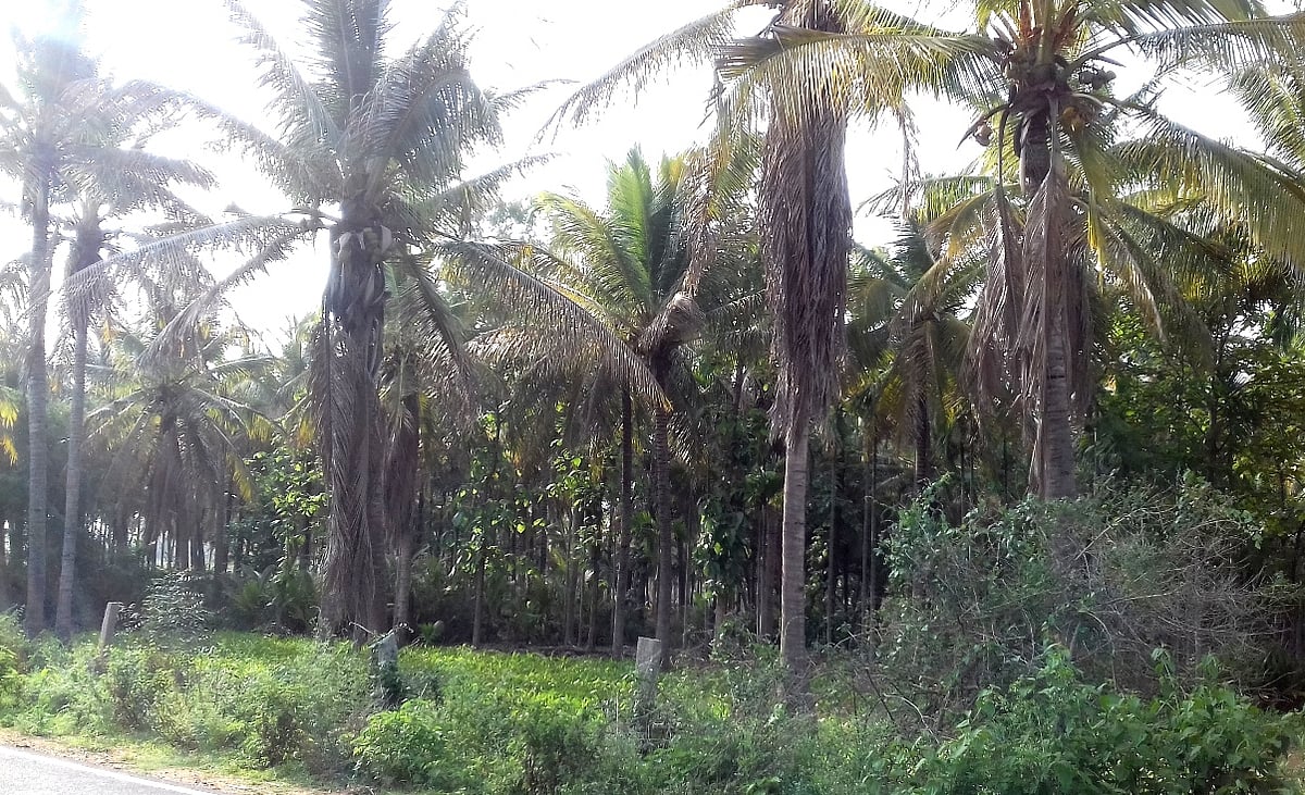ಕಲ್ಪತರು ನಾಡಲ್ಲಿ ತೆಂಗು ಇಳುವರಿ ಕುಸಿತ: ರೋಗಬಾಧೆಗೆ ಹೈರಾಣಾದ ರೈತರು