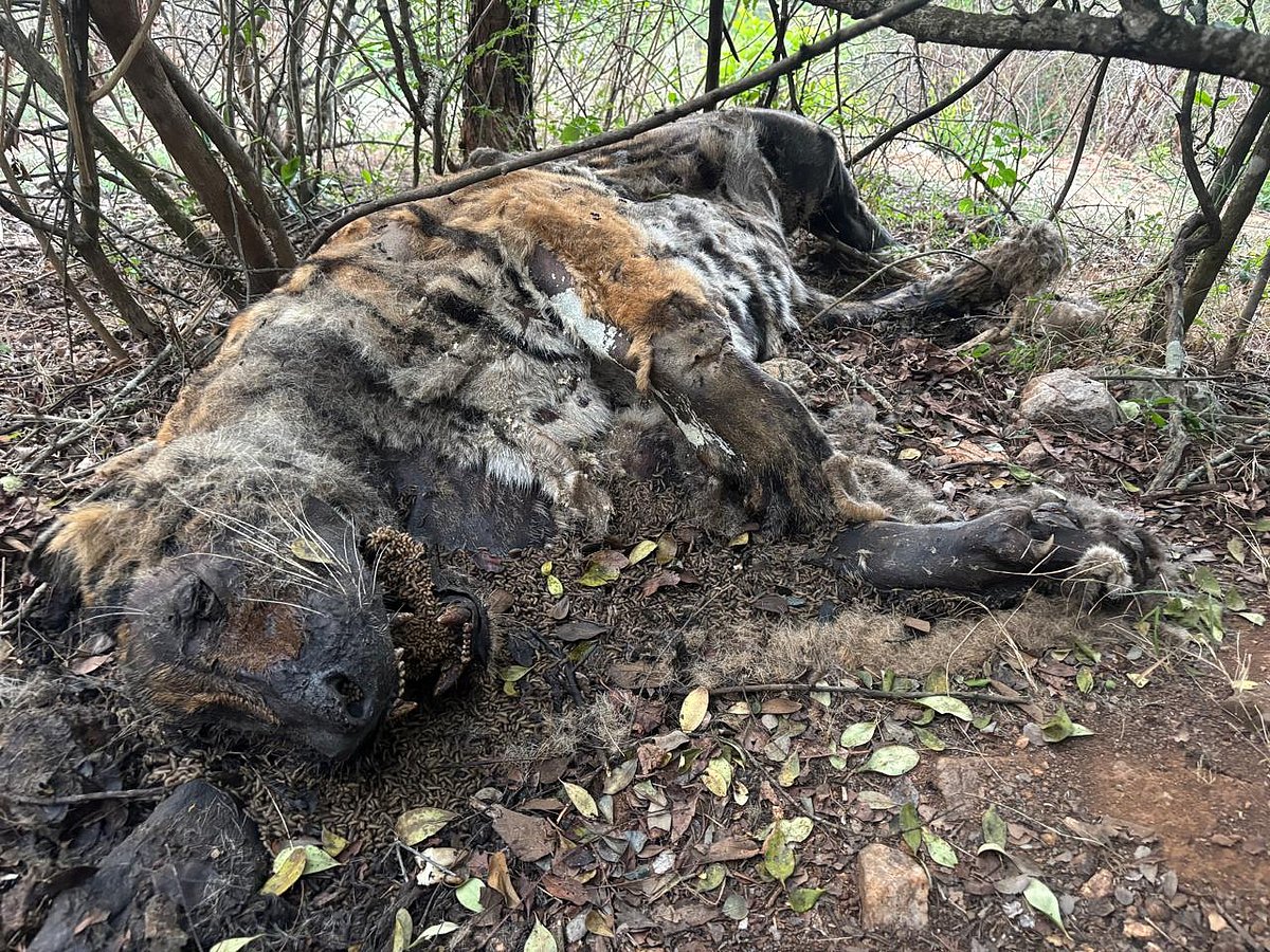 ಬಂಡೀಪುರ ಅಭಯಾರಣ್ಯ: ಹುಲಿಯ ಕಳೆಬರ ಪತ್ತೆ
