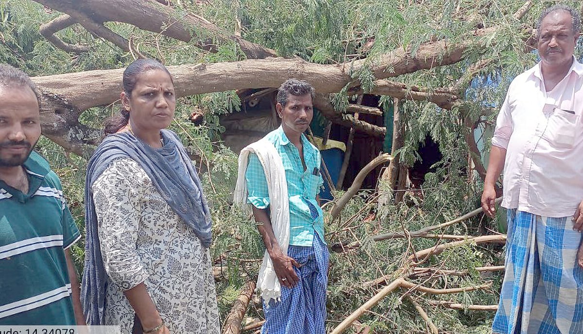 ಶಿಕಾರಿಪುರ | ಗಾಳಿ, ಮಳೆ: ಅಪಾರ ಹಾನಿ