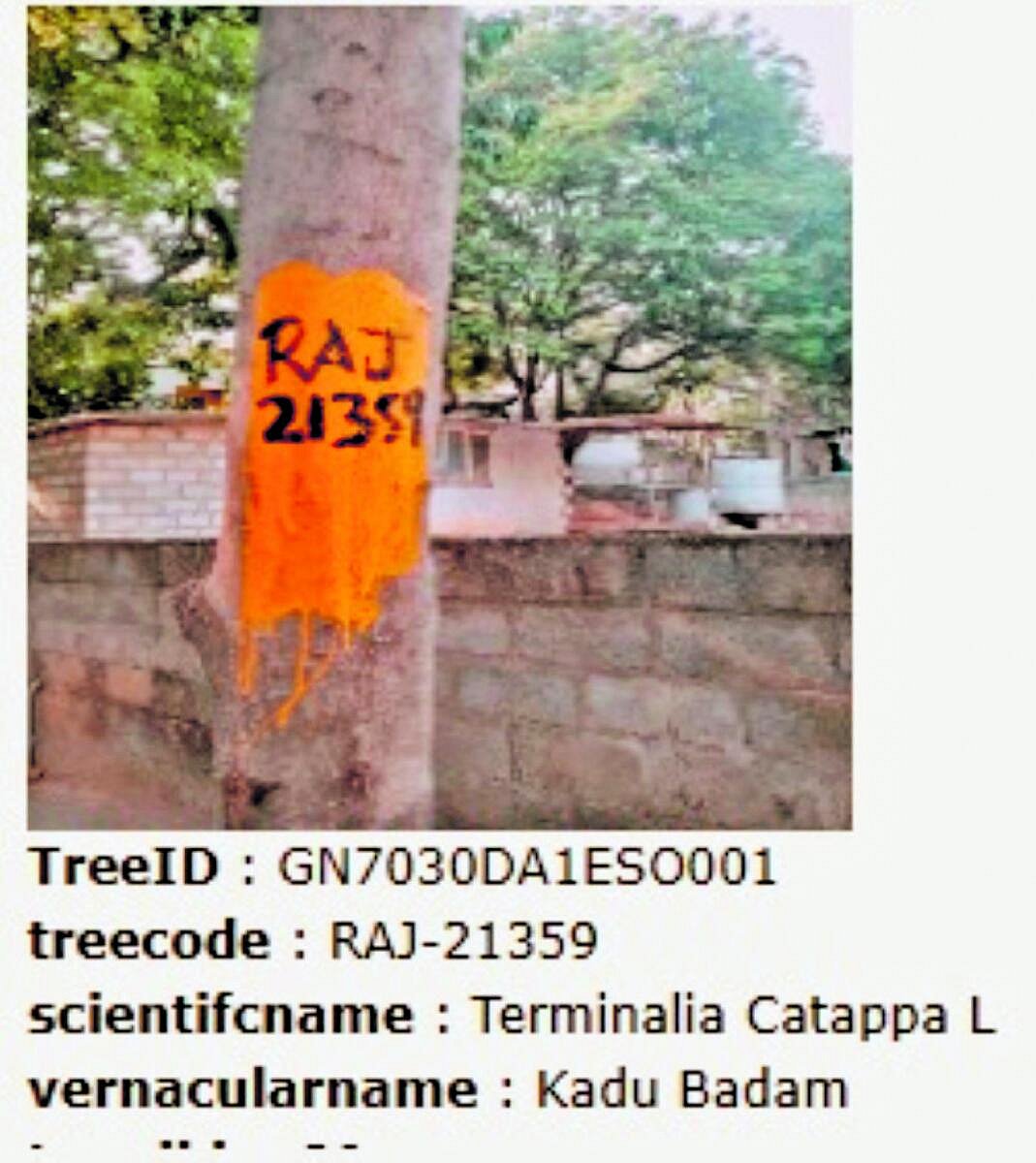 ಬಿಬಿಎಂಪಿ: ಐದು ವಲಯದಲ್ಲಿ 6 ಲಕ್ಷ ಮರ ಗಣತಿ