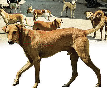 ಸಂಗತ | ನಾಯಿಗೆ ಅನ್ನ ಹಾಕುವ ಮುನ್ನ...