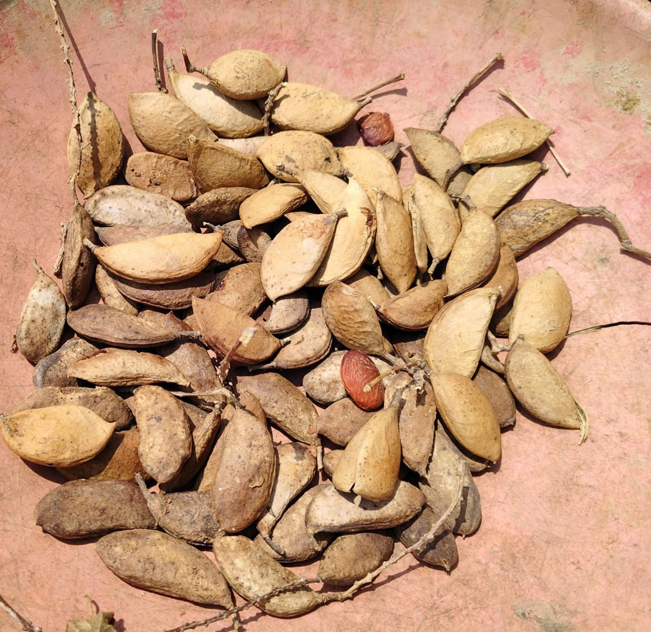 ಹೊಂಗೆ ಕಾಯಿ