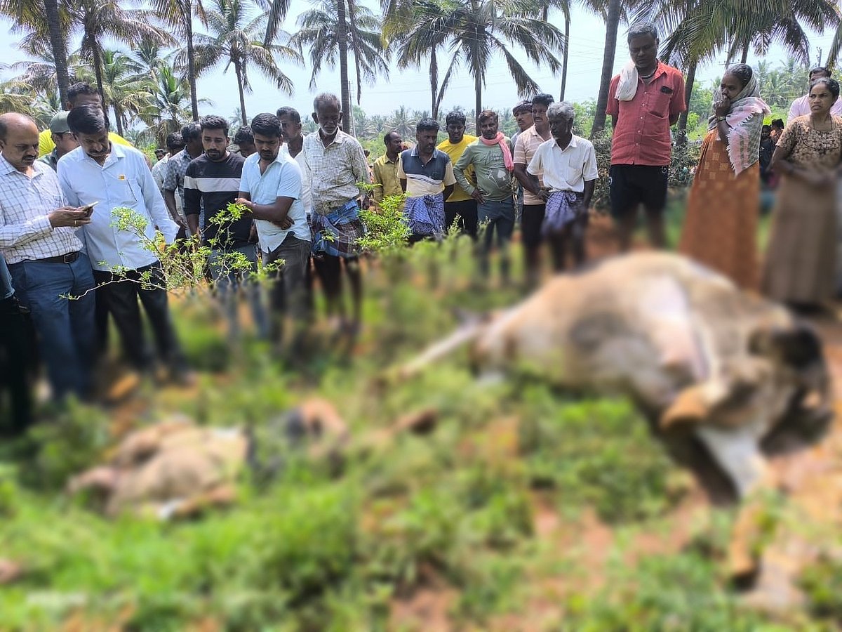 ತಿಪಟೂರು: ವಿದ್ಯುತ್ ಸ್ಪರ್ಶಿಸಿ ವ್ಯಕ್ತಿ, ಎರಡು ರಾಸು ಸಾವು