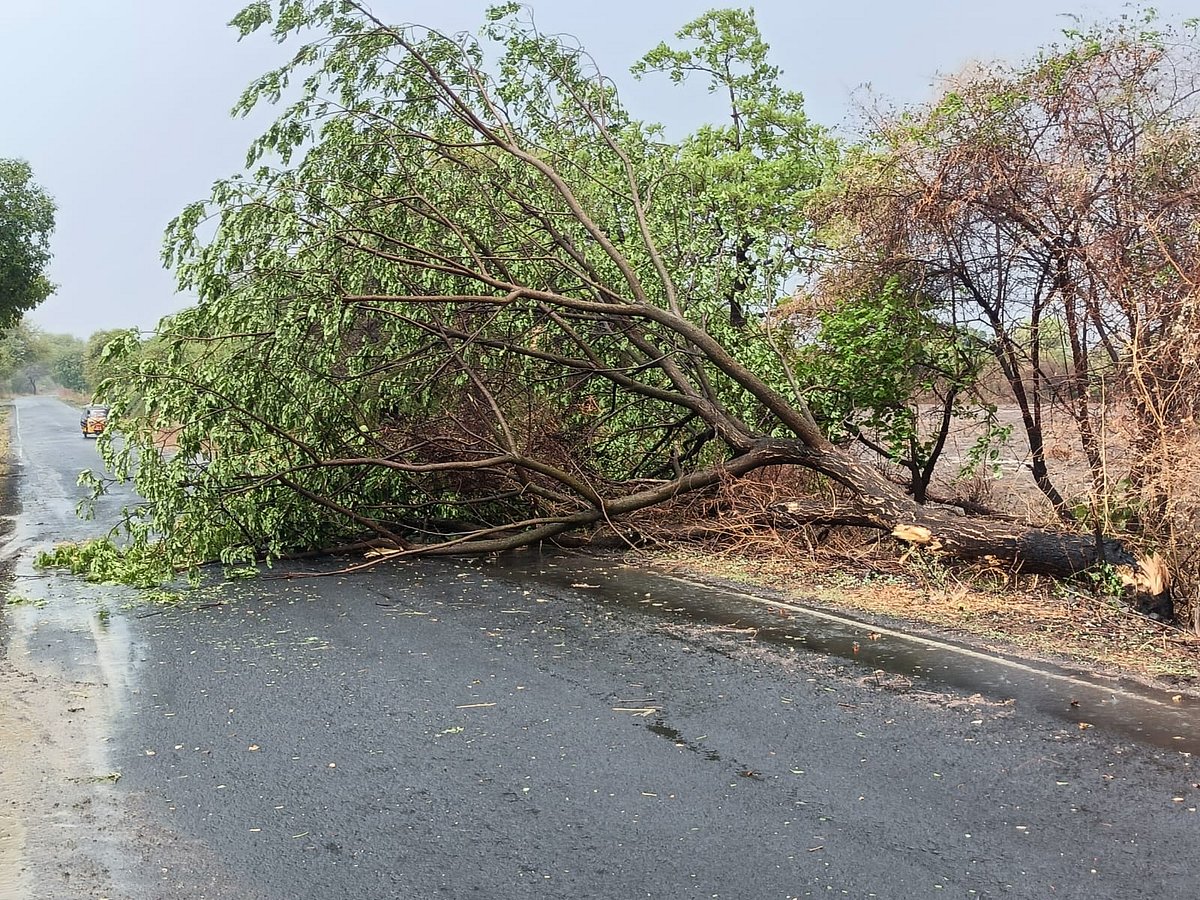 ಬಿರುಗಾಳಿ ಸಹಿತ ಮಳೆ; ಬುಡಸಮೇತ ಬಿದ್ದ ಮರ, ಹಾರಿದ ತಗಡಿನ ಶೀಟು