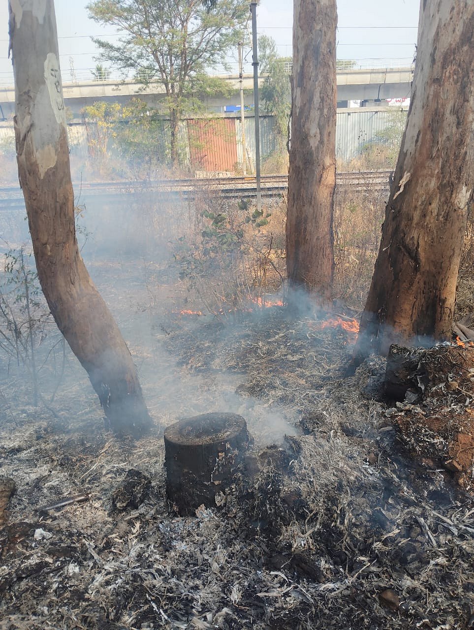 ರಾಜರಾಜೇಶ್ವರಿನಗರ: ಮರಗಳ ಬುಡಕ್ಕೆ ಬೆಂಕಿ; ಕ್ರಮ ಕೈಗೊಳ್ಳಲು ಆಗ್ರಹ
