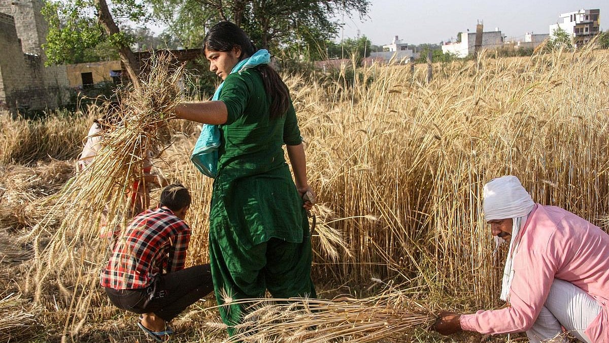 ಭಾರತ–ಪಾಕ್‌ ಗಡಿ ರಾಜ್ಯಗಳಲ್ಲಿ ಗೋಧಿ ಕೊಯ್ಲು ಪೂರ್ಣಗೊಳಿಸಿದ ರೈತರು