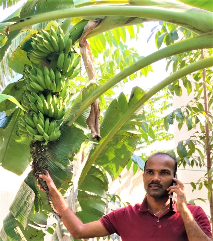 ಬಿ.ಎಸ್.ಎಫ್. ಲಾರ್ವ ಬಳಕೆಯಿಂದ ಉತ್ಪತ್ತಿಯಾದ ಉತ್ಕೃಷ್ಟ ಗೊಬ್ಬರ ಹಾಕಿ ಕಸ ವಿಲೇವಾರಿ ಘಟಕದಲ್ಲಿ ಬೆಳೆದಿರುವ ಬಾಳೆಗೊನೆಯೊಂದಿಗೆ ಮುಖ್ಯಾಧಿಕಾರಿ ಎಚ್. ಪ್ರಶಾಂತ್.