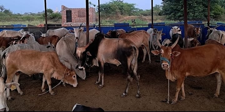 ಕಲಬುರಗಿ | ಕಣಕಿ ದರ ಹೆಚ್ಚಳ: ಸವಾಲಾದ ಗೋಶಾಲೆ ನಿರ್ವಹಣೆ