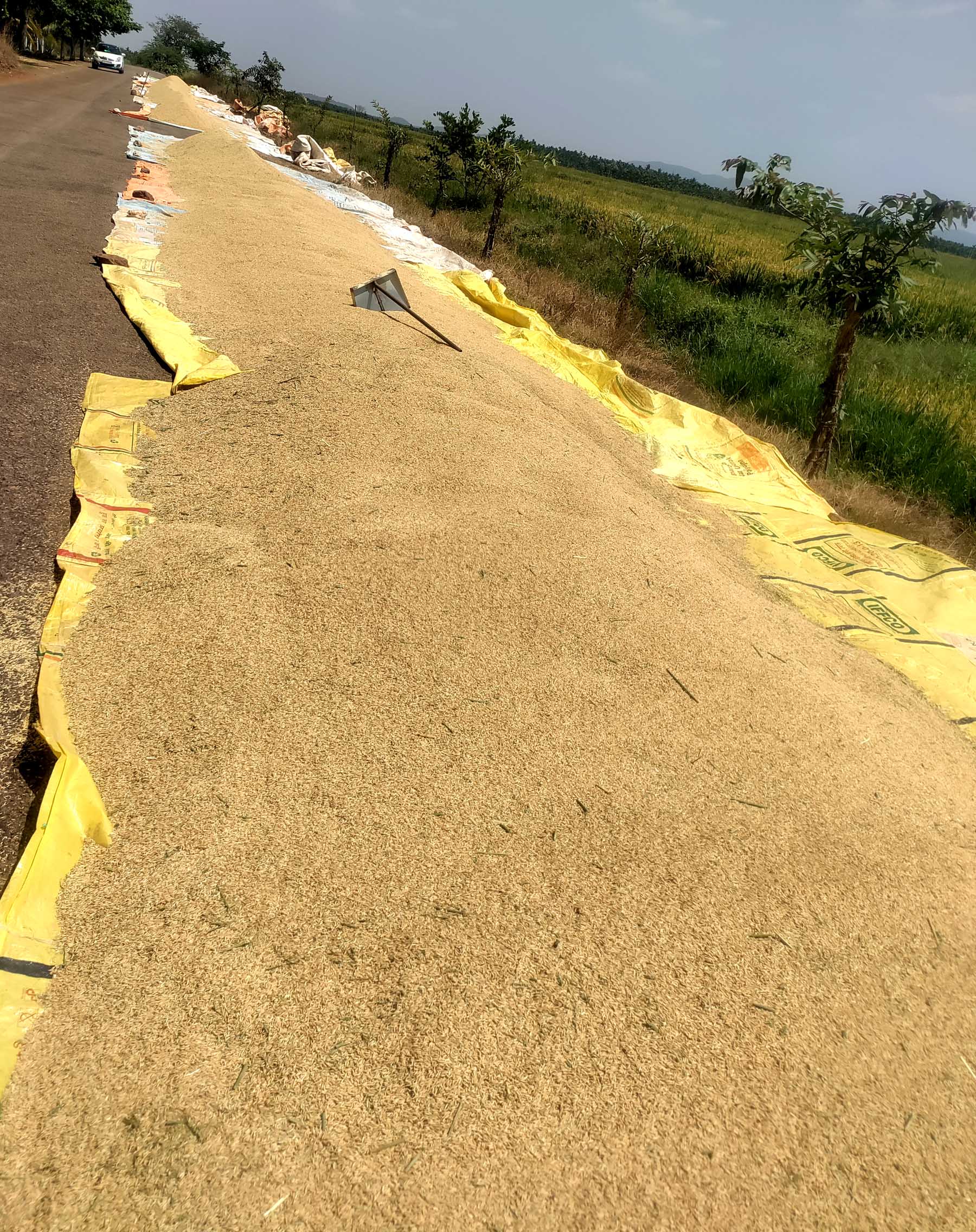ಬಸವಾಪಟ್ಟಣ ಸಮೀಪದ ಚಿರಡೋಣಿ ರೈತರು ಸೂಳೆಕೆರೆ ಅಚ್ಚುಕಟ್ಟು ಪ್ರದೇಶದಲ್ಲಿ ಕೊಯಿಲು ಮಾಡಿದ ಭತ್ತವನ್ನು ಗುರುವಾರ ಗದ್ದೆಯ ಪಕ್ಕದಲ್ಲಿ ಒಣಗಲು ಹಾಕಿರುವುದು