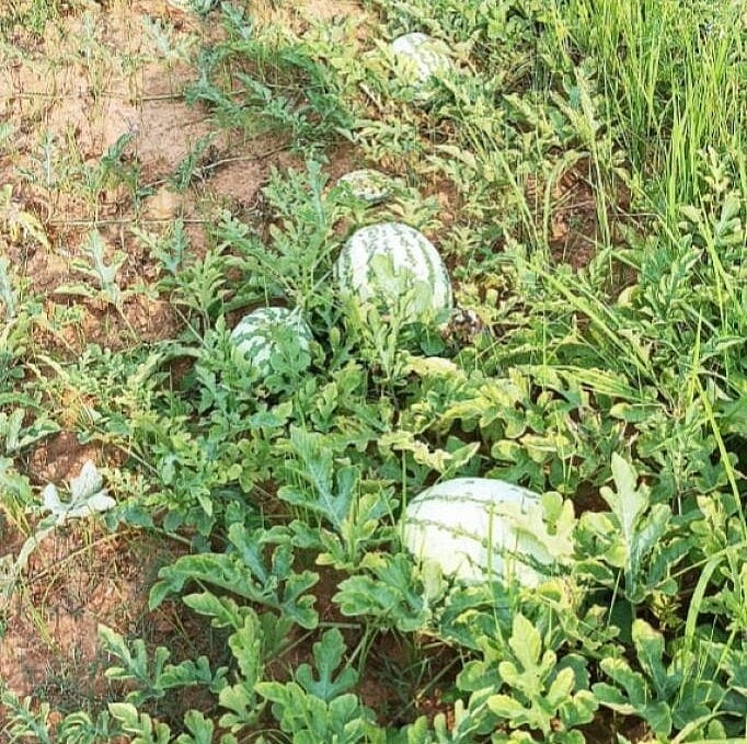 ತುಮರಿ: ಕಲ್ಲಂಗಡಿ ಬೆಳೆಗಾರರ ಕಂಗೆಡಿಸಿದ ವರುಣ