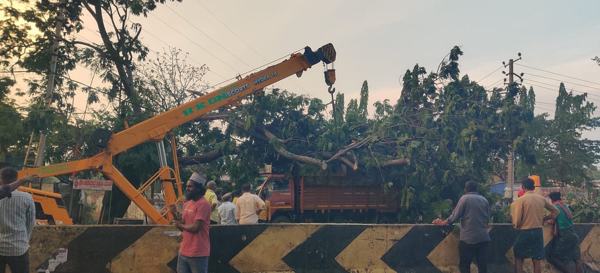 ಶಿರಾ | ಗಾಳಿಗೆ ರಸ್ತೆಗೆ ಬಿದ್ದ ಮರ: ಸಂಚಾರಕ್ಕೆ ಅಡಚಣೆ