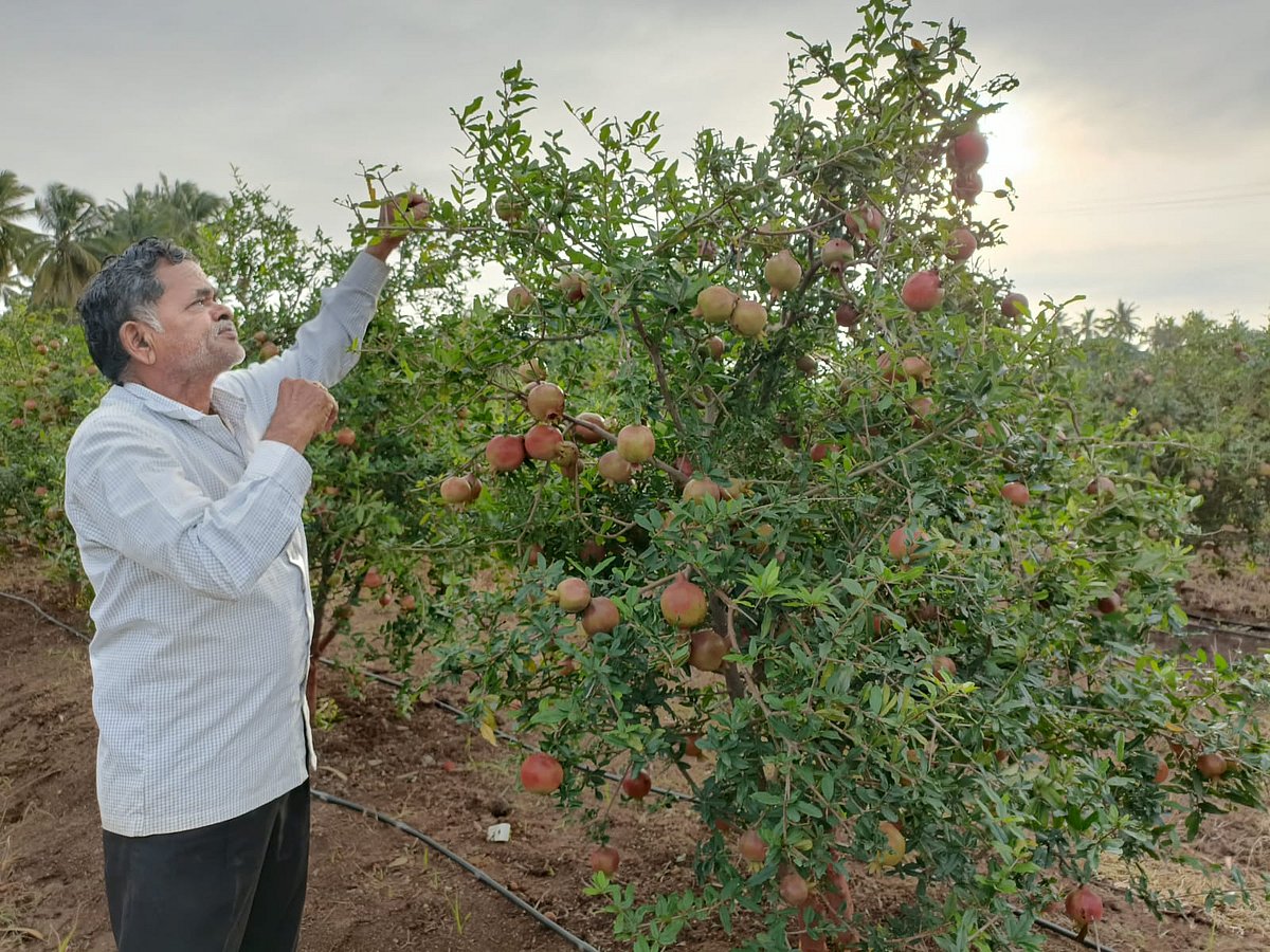 ರೋಣ: ವೈಜ್ಞಾನಿಕ ಪದ್ಧತಿಯಲ್ಲಿ ದಾಳಿಂಬೆ ಕೃಷಿ