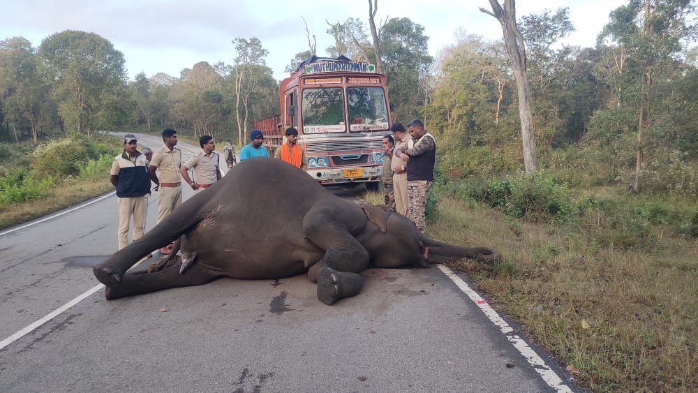 ಬಂಡೀಪುರದಲ್ಲಿ ಲಾರಿ ಡಿಕ್ಕಿ ಹೊಡೆದಿದ್ದರಿಂದ ಮೃತಪಟ್ಟಿದ್ದ ಕಾಡಾನೆ
