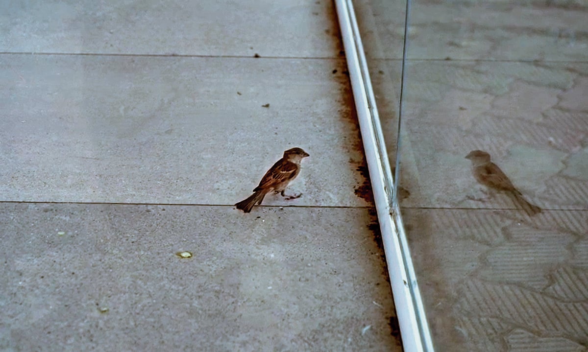 ಒಂದು ಗುಬ್ಬಚ್ಚಿಗೆ ಮಿಡಿದ ಕೋಟಿ ಹೃದಯಗಳು...