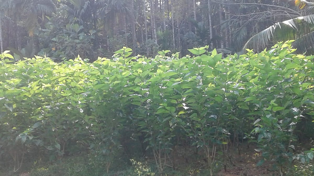 ಉಡುಪಿ | ರೇಷ್ಮೆ ಕೃಷಿಗೆ ಜಿಲ್ಲೆಯ ರೈತರ ನಿರಾಸಕ್ತಿ