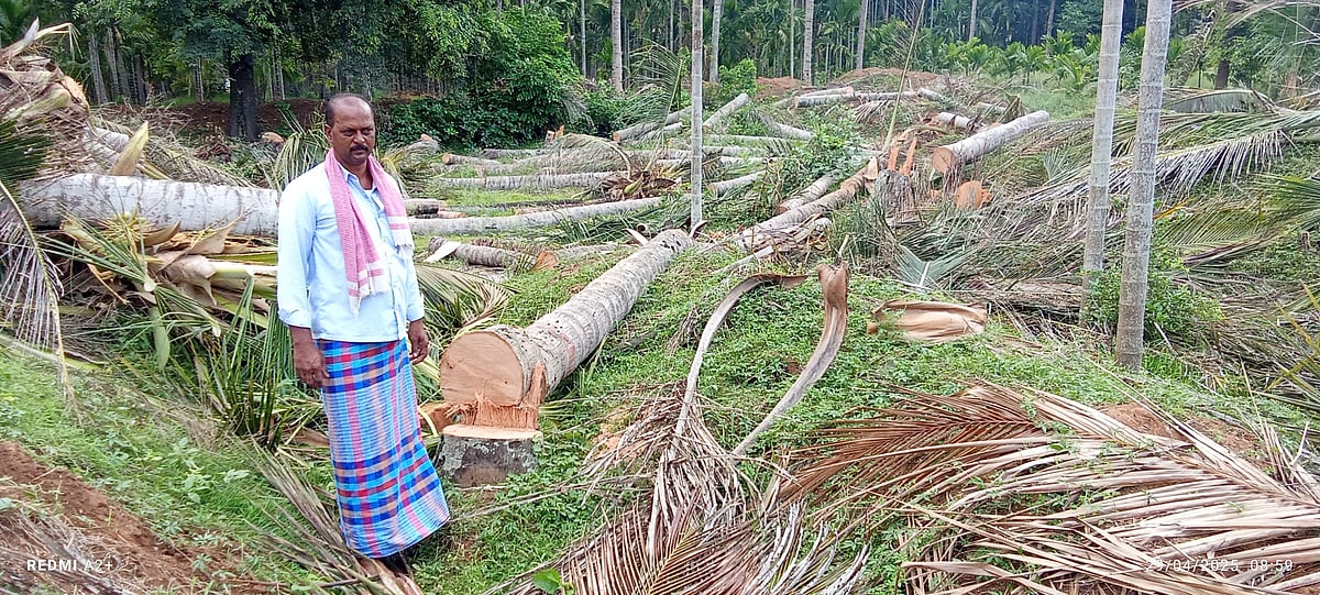 ಹರಿಹರ | ನುಸಿ ಪೀಡೆ: ಕಲ್ಪವೃಕ್ಷಕ್ಕೆ ಕೊಡಲಿ ಏಟು