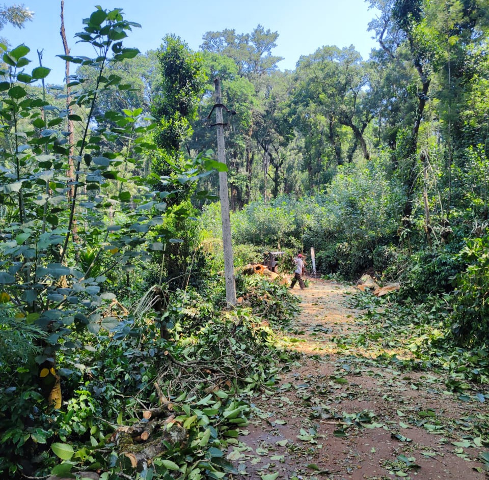 ಸೋಮವಾರಪೇಟೆ ತಾಲ್ಲೂಕಿನ ತೋಳೂರುಶೆಟ್ಟಳ್ಳಿ ಚಿಕ್ಕತೋಳೂರುಶೆಟ್ಟಳ್ಳಿ ಗ್ರಾಮದ ವಿದ್ಯುತ್ ಮಾರ್ಗದ ಮೇಲೆ ಮರ ಬಿದ್ದಿದ್ದು ತೆರವುಗೊಳಿಸಿರುವುದು.