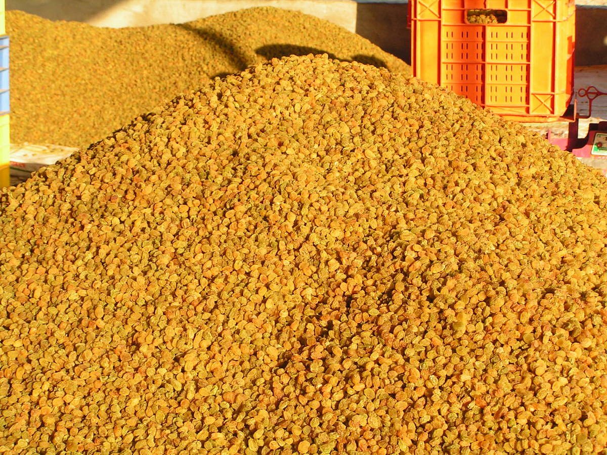 ಬೆಳಗಾವಿ: ಒಣದ್ರಾಕ್ಷಿ ಉತ್ಪಾದನೆ ಕುಸಿತ