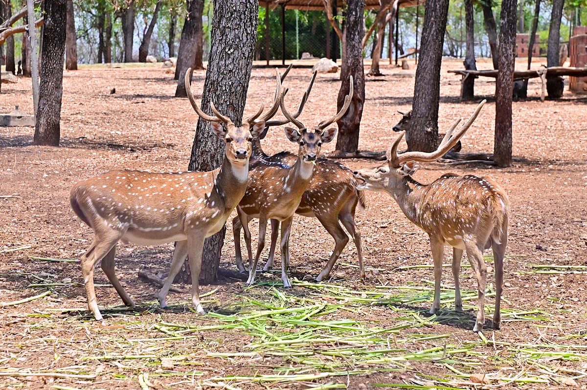 ದಾವಣಗೆರೆ: ಅಭಿವೃದ್ಧಿಗೆ ತೆರೆದುಕೊಳ್ಳದ ಪ್ರಾಣಿ ಸಂಗ್ರಹಾಲಯ