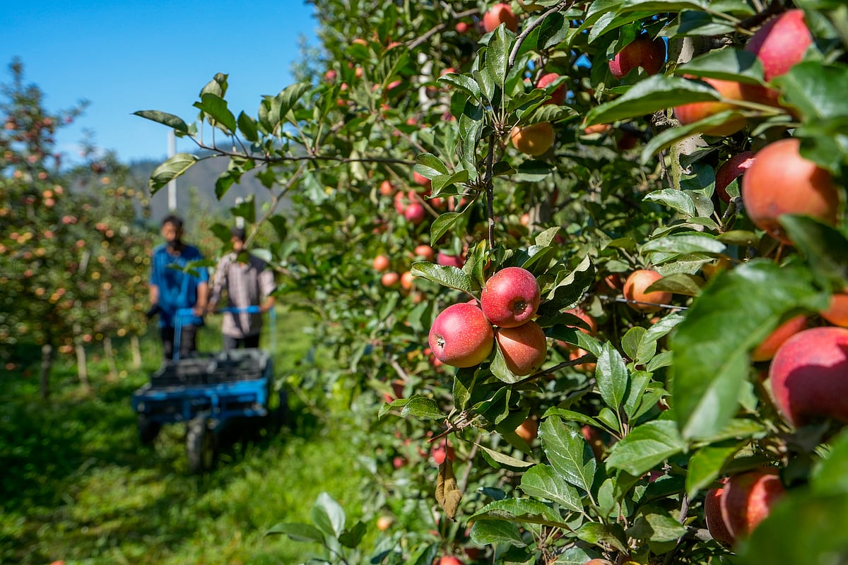 ಕಾಶ್ಮೀರದ ಸೇಬು ಕೀಟನಾಶಕಗಳಿಂದ ಕ್ಯಾನ್ಸರ್‌ ಪೀಡೆ!