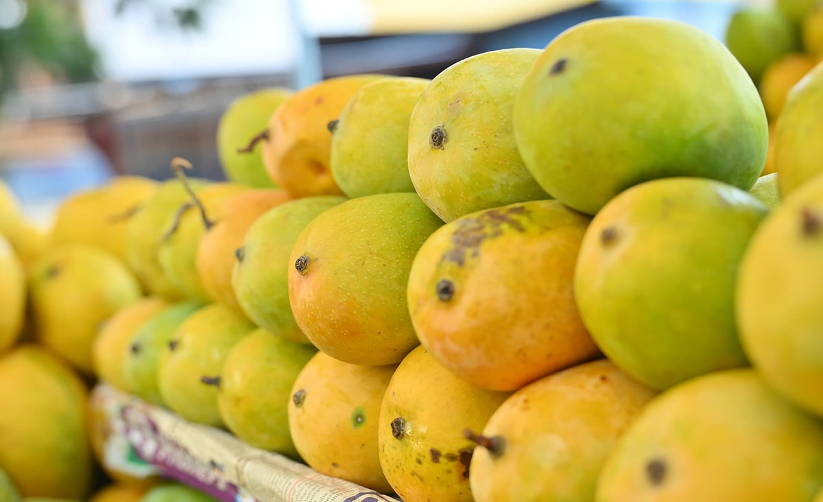 ಚಾಮರಾಜನಗರ: ಮಾವಿನ ಸ್ವಾದಕ್ಕೆ ಮರುಳಾದ ಮಾವು ಪ್ರಿಯರು