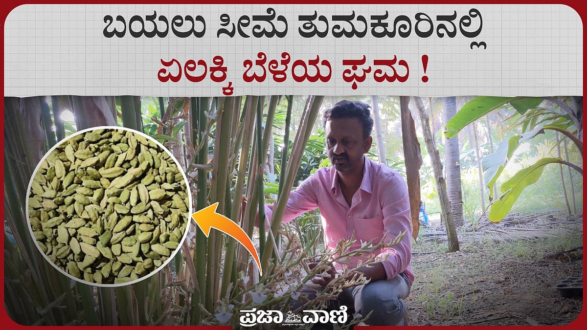 Video | ಬಯಲು ಸೀಮೆ ತುಮಕೂರಿನಲ್ಲಿ ಏಲಕ್ಕಿ ಬೆಳೆಯ ಘಮ!