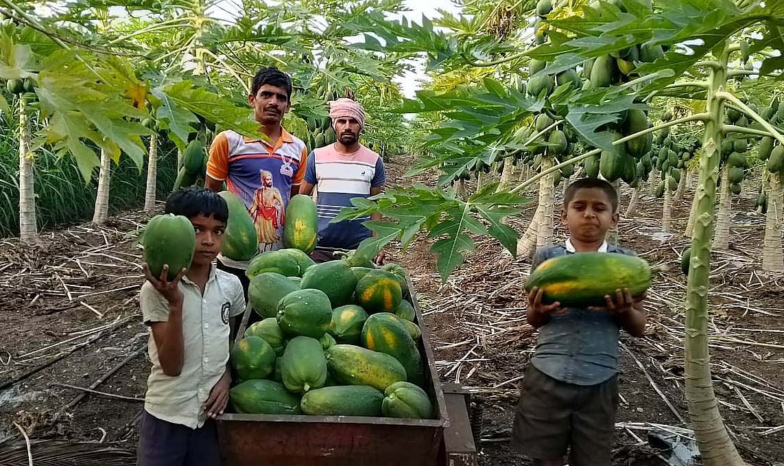ಮೂಡಲಗಿ: ಸಾವಯವ ಕೃಷಿ ತಂದ ‘ಚಿದಾನಂದ’