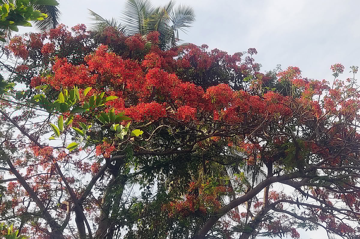 ಹೂ ಮುಡಿದ ‘ಗುಲ್ ಮೊಹರ್’; ಪರಿಸರಕ್ಕೆ ರಂಗು ತುಂಬುವ ಕೆಂಬಣ್ಣದ ಪುಷ್ಪಗಳ ಲೋಕ 
