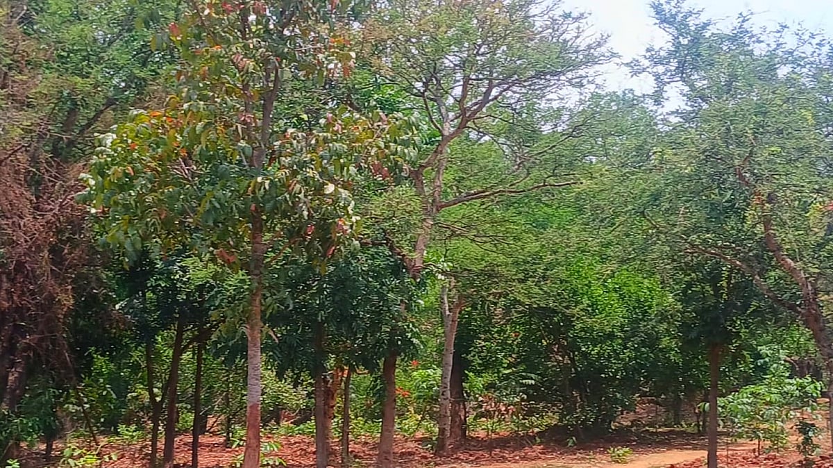 ಜ್ಞಾನಭಾರತಿ: ‘ಪಾರಂಪರಿಕ ತಾಣ’ ಆಗಲಿ.. ನಿರ್ಮಾಣ, ಅಭಿವೃದ್ಧಿಗೆ ಅವಕಾಶಬೇಡ