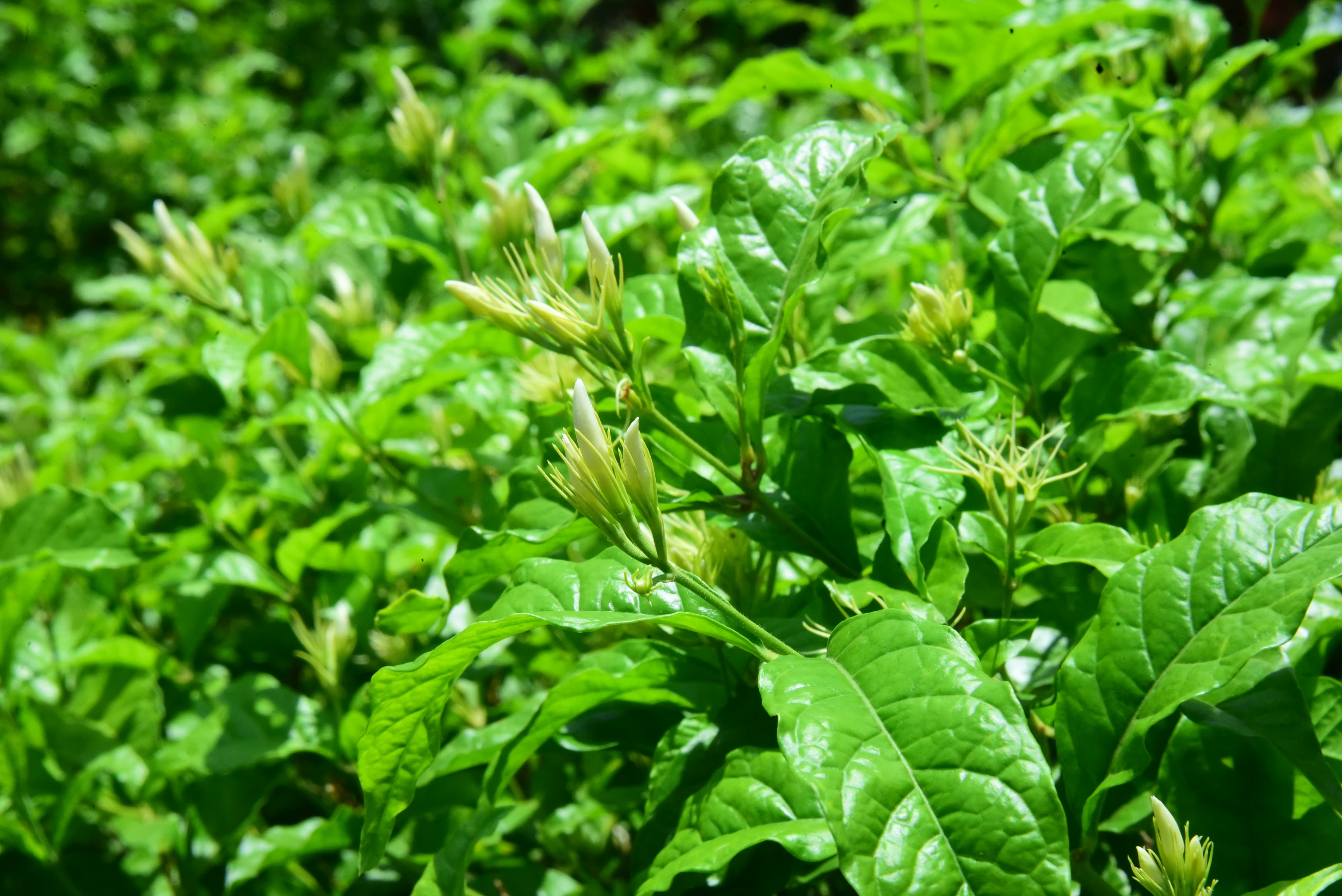ಶಂಕರಪುರ ಮಲ್ಲಿಗೆ ಗಿಡ