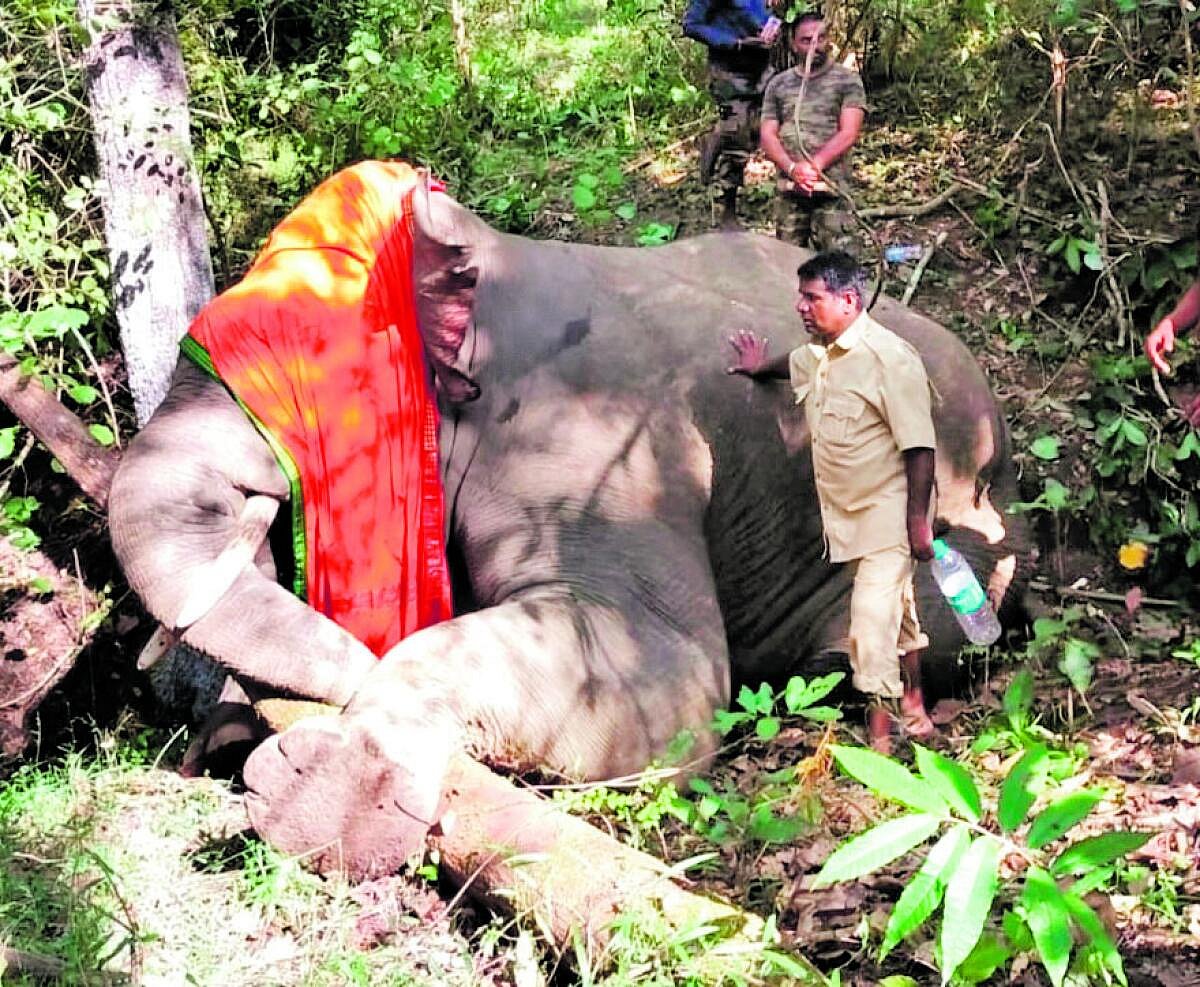 ಅರಣ್ಯ ಸಂರಕ್ಷಣೆ ನಾಸ್ತಿ: ನಿರ್ವಹಣೆ ಜಾಸ್ತಿ
