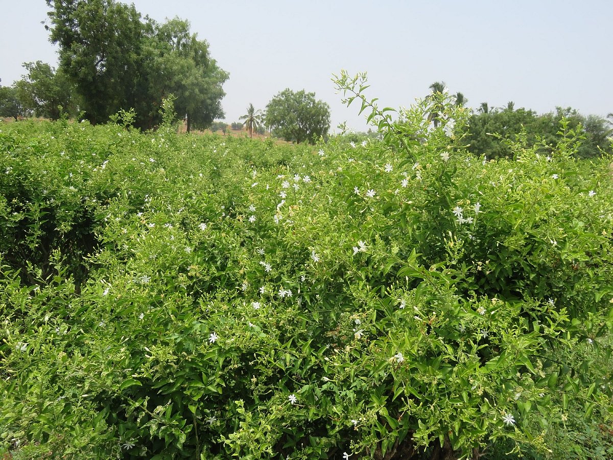 ಹಡಗಲಿ ಮಲ್ಲಿಗೆ ದರ ದಿಢೀರ್‌ ಕುಸಿತ