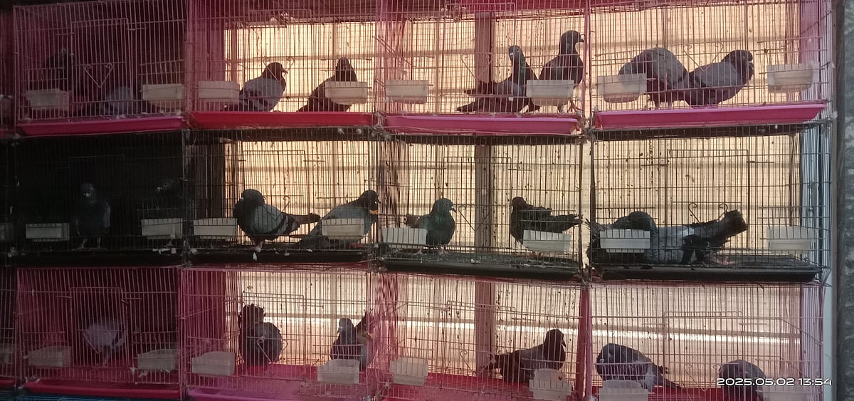 ಬೆಂಗಳೂರು: ಪಾರಿವಾಳಗಳಿಗೆ ಮರುಜೀವ ನೀಡುವ ಆಸ್ಪತ್ರೆ