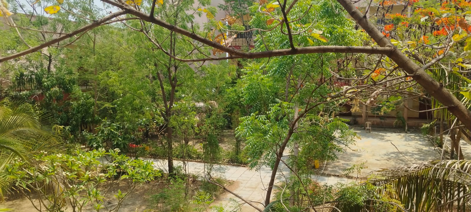 ಶಾಲೆಯ ಪ್ರಾಂಗಣದಲ್ಲಿ ವಿವಿಧ ತರಹದ ಮರಗಳು.