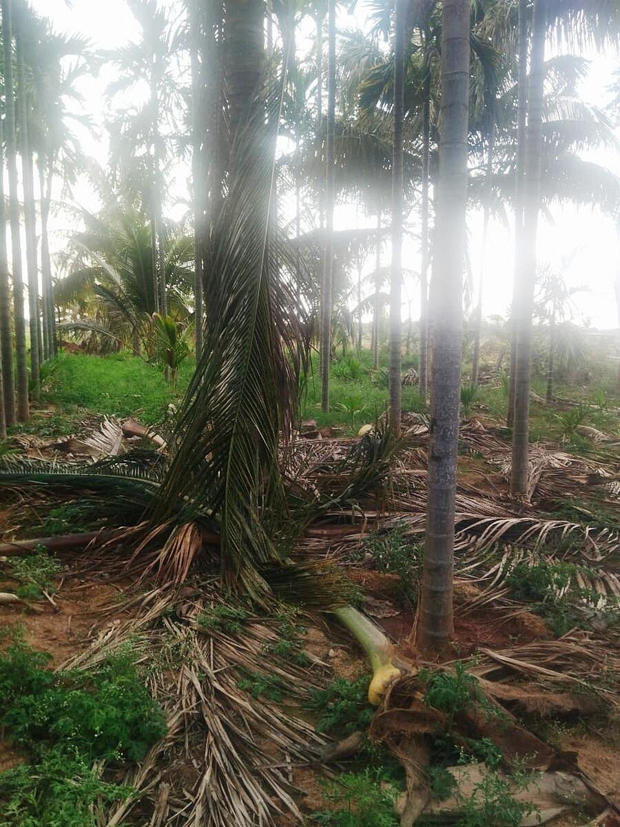 ಚಿಕ್ಕನಾಯಕನಹಳ್ಳಿ | ತೆಂಗು: ಹೆಚ್ಚಿದ ಬಿಳಿನೋಣ ಬಾಧೆ