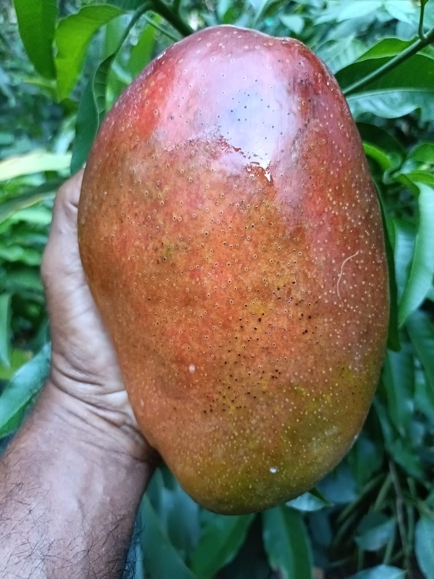 ಮಿಯಾಜಾಕಿ ಮಾವಿನಹಣ್ಣು