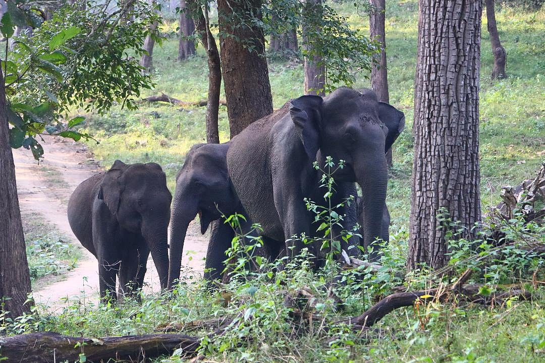 ಬಂಡೀಪುರಕ್ಕೆ ಅಕ್ರಮ ಪ್ರವೇಶ: ಯುವಕನಿಗೆ ₹25 ಸಾವಿರ ದಂಡ