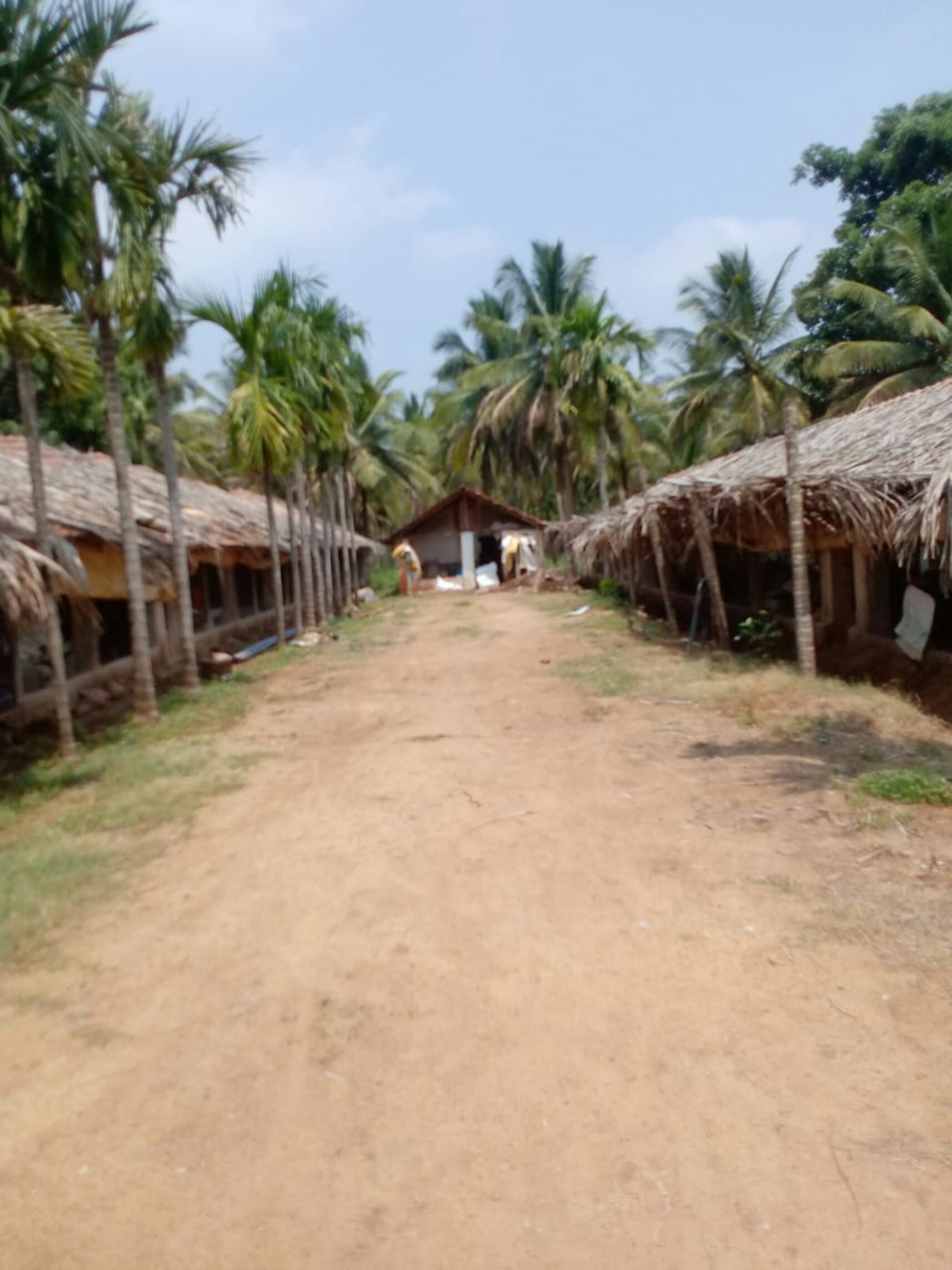 ಕೋಳಿಮರಿ ಸಾಕಾಣಿಕೆಗೆ ನಿರ್ಮಿಸಿರುವ ಶೆಡ್‌ಗಳು