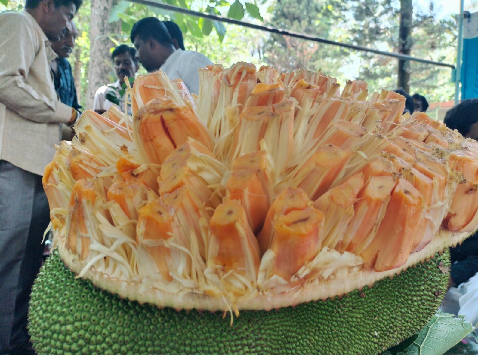 ಕೃಷ್ಣಪ್ಪ ಅವರ ಹಲಸಿನ ಮರದ ಹಣ್ಣಿನ ಕೆಂಪು ತೊಳೆಗಳು