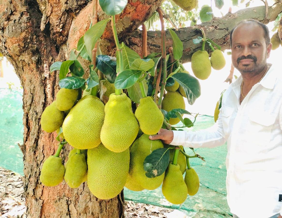 ದೊಡ್ಡಬಳ್ಳಾಪುರ ತಾಲ್ಲೂಕಿನ ತೂಬಗೆರೆಯಲ್ಲಿ ಹಕ್ಕು ಸ್ವಾಮ್ಯ ಪಡೆದಿರುವ ಕೃಷ್ಣಪ್ಪ ಅವರ ಹಲಸಿನ ಮರ
