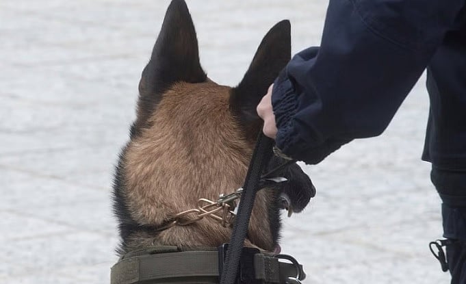 ನಕ್ಸಲ್ ವಿರೋಧಿ ಕಾರ್ಯಾಚರಣೆ ವೇಳೆ ಜೇನು ದಾಳಿ:2 ವರ್ಷದ CRPF ಶ್ವಾನ ’ರೊಲೊ’ ಸಾವು