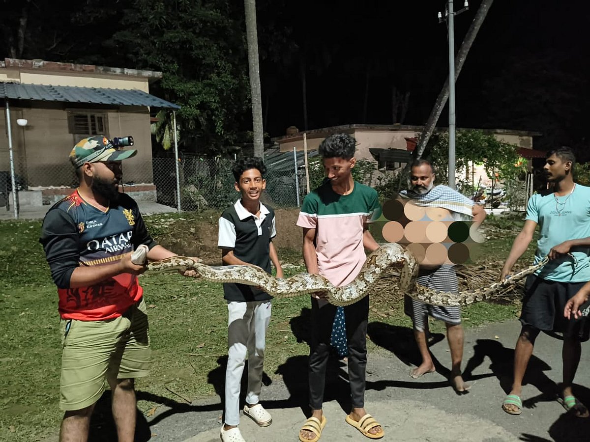 ದಾಂಡೇಲಿ: ಬೃಹತ್ ಗಾತ್ರದ ಹೆಬ್ಬಾವು ರಕ್ಷಣೆ