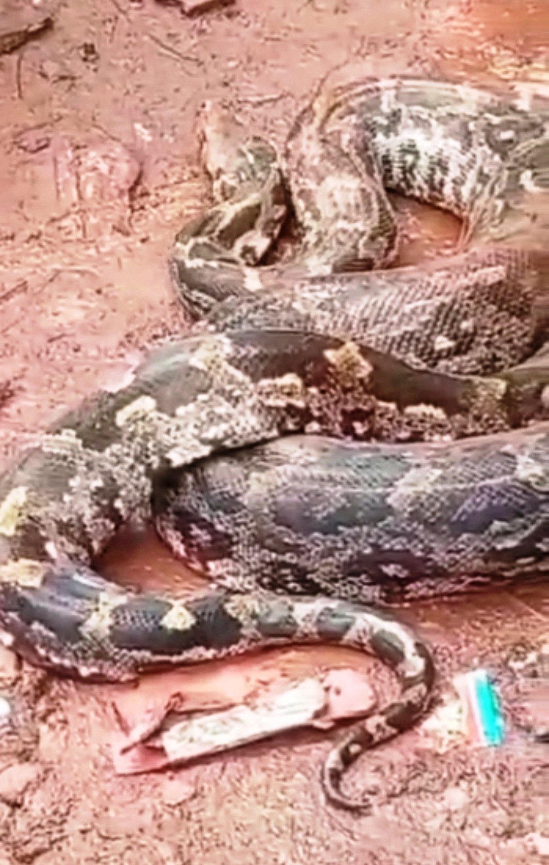 ಸಂಡೂರು: ಜನ ವಸತಿ ಪ್ರದೇಶಕ್ಕೆ ನುಗ್ಗಿದ ಹೆಬ್ಬಾವು 