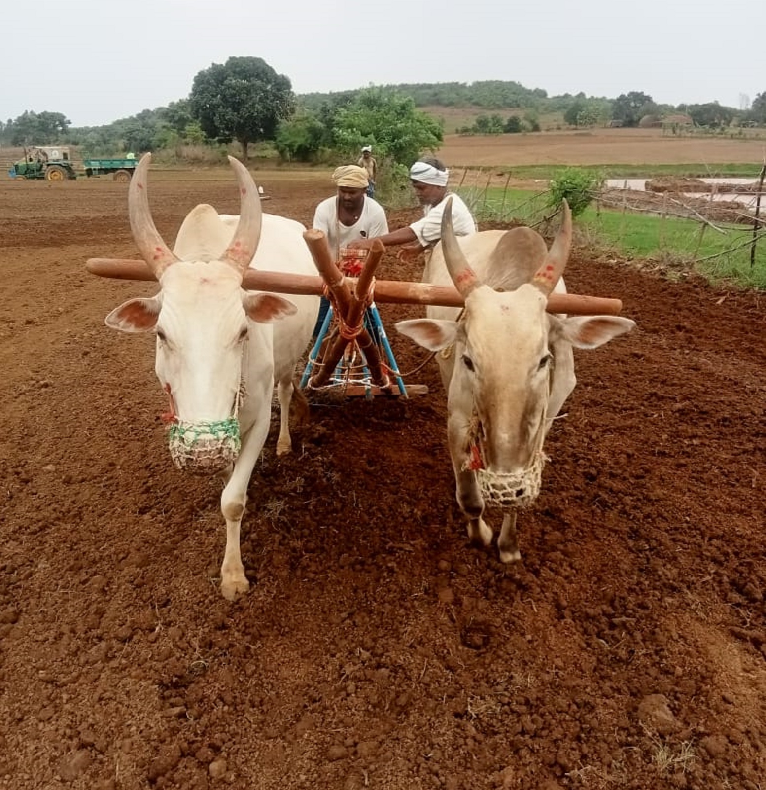 ತಡಸ ಬಳಿಯ ಕುನ್ನೂರ ಗ್ರಾಮದ ಜಮೀನಿನಲ್ಲಿ ರೈತರು ಶುಕ್ರವಾರ ಭತ್ತ ಬಿತ್ತನೆ ಮಾಡಿದರು
