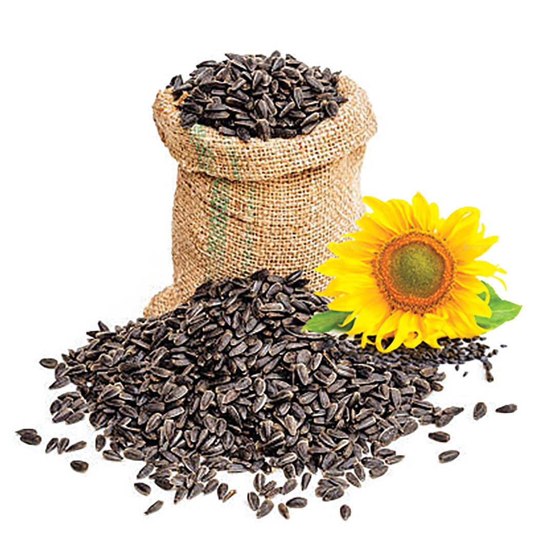 ಶೀಘ್ರ ಸೂರ್ಯಕಾಂತಿ ಖರೀದಿ ಆರಂಭ