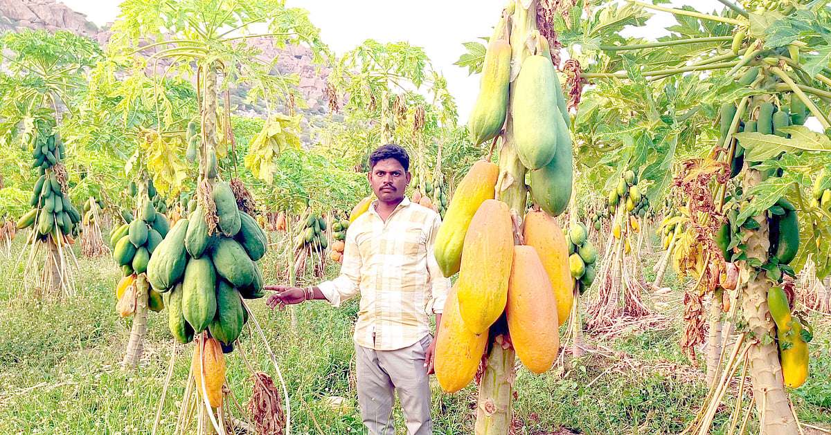 ಪಪ್ಪಾಯ ಬೆಲೆ ಕುಸಿತ: ಕೆಜಿಗೆ ₹2.50!